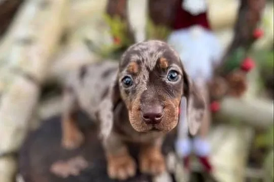Wyjątkowa! Sunia Jamnik miniaturowy Choco merle z rodowodem, Małopolskie, Kraków