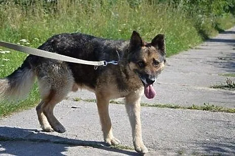 Wesoły Kędziorek szuka kochajacego domu!,  Kundelki cała Polska