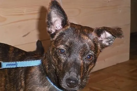 MONA do adopcji .