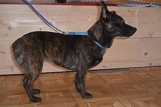 MONA do adopcji .