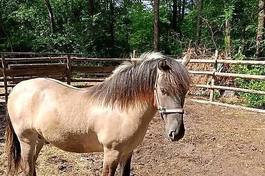 Ogierek- Konik Polski, Lubelskie, Janów Lubelski