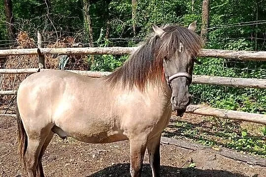 Ogierek- Konik Polski, Lubelskie, Janów Lubelski