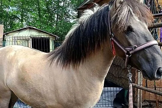 Ogierek- Konik Polski, Lubelskie, Janów Lubelski