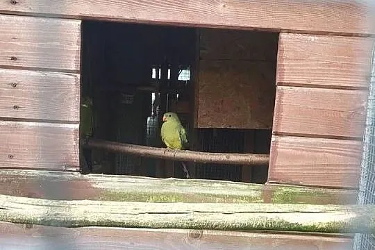 Papugi Górskie para dorosła oraz młode, Małopolskie, Przytkowice