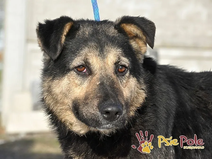 SZMARAGD-przepiękny psiak o bardzo pogodnym, łagodnym usposobieniu, adopcja, Małopolskie, Kraków