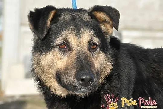 SZMARAGD-przepiękny psiak o bardzo pogodnym, łagodnym usposobieniu, adopcja, Małopolskie, Kraków