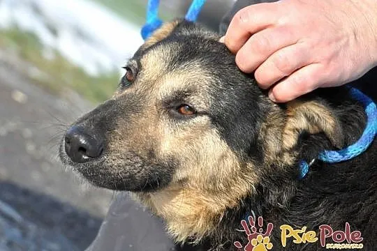 SZMARAGD-przepiękny psiak o bardzo pogodnym, łagodnym usposobieniu, adopcja, Małopolskie, Kraków