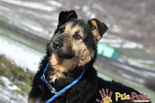 SZMARAGD-przepiękny psiak o bardzo pogodnym, łagodnym usposobieniu, adopcja, Małopolskie, Kraków