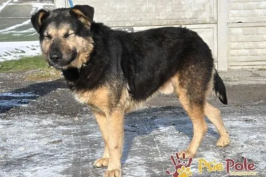 SZMARAGD-przepiękny psiak o bardzo pogodnym, łagodnym usposobieniu, adopcja, Małopolskie, Kraków