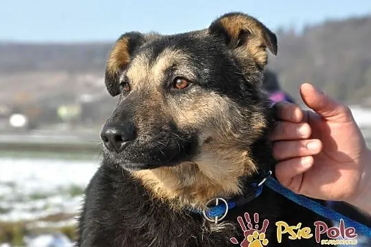 SZMARAGD-przepiękny psiak o bardzo pogodnym, łagodnym usposobieniu, adopcja, Małopolskie, Kraków