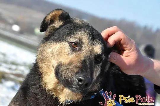 SZMARAGD-przepiękny psiak o bardzo pogodnym, łagodnym usposobieniu, adopcja, Małopolskie, Kraków