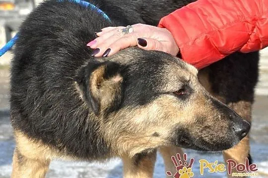 SZMARAGD-przepiękny psiak o bardzo pogodnym, łagodnym usposobieniu, adopcja, Małopolskie, Kraków