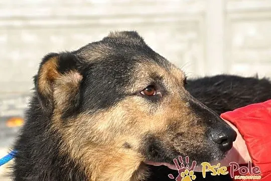SZMARAGD-przepiękny psiak o bardzo pogodnym, łagodnym usposobieniu, adopcja, Małopolskie, Kraków