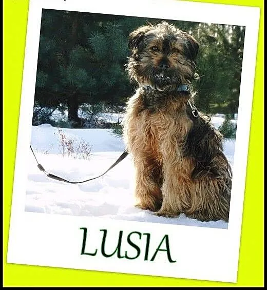 Długowłosa ,nieduża suczka Lusia -Adopcja !, mało