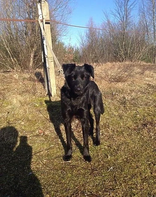 Fiona, nieduża młoda sunia, wielkopolskie Poznań