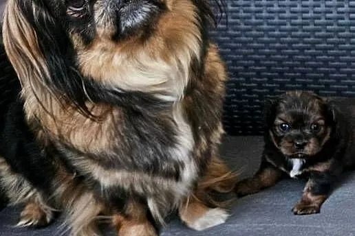 Suczka peekapoo