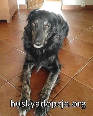 BENEK- grzeczny i posłuszny piesek szuka domu, śl