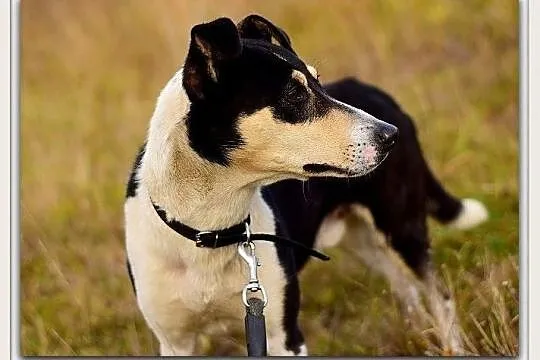 Średni,przyjazny,aktywny,kontaktowy,szczepiony piesek FILO.Adopcja.