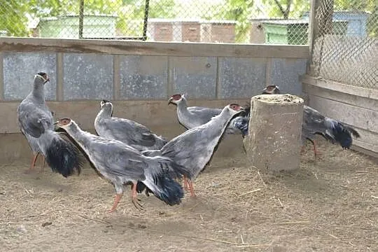 Bażanty uszaki siwe (mutacja)