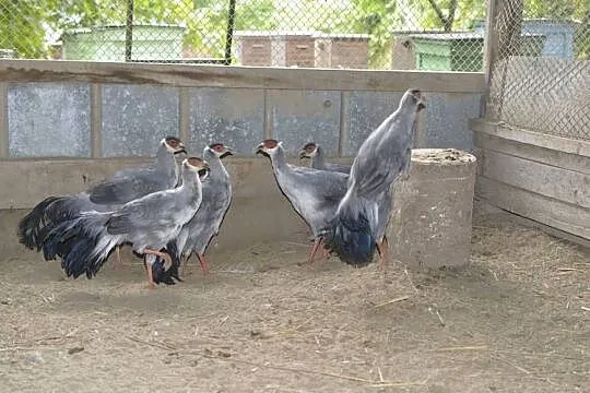 Bażanty uszaki siwe (mutacja), Podkarpackie, Rzeszów