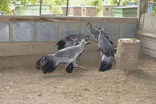 Bażanty uszaki siwe (mutacja), Podkarpackie, Rzeszów