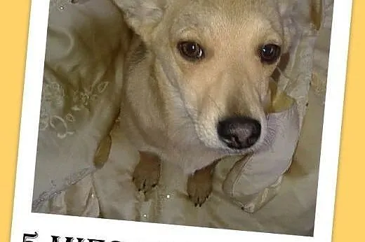 5 mies szczeniak,przytulaśna suczka MIGOTKA,średnia.Adopcja,  małopolskie Kraków