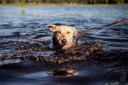KURKA - nieziemska, odlotowa suńka do adopcji,  ma