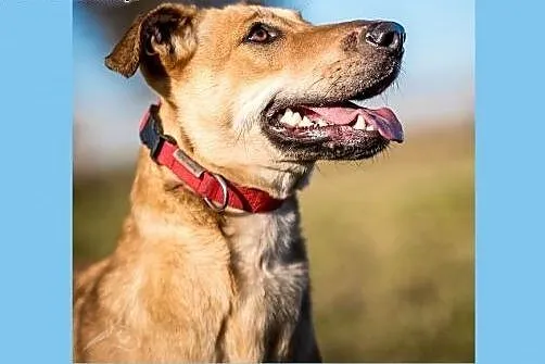 KURKA - nieziemska, odlotowa suńka do adopcji,  ma