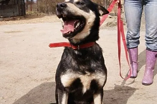 Lampo... czyli o psie który od 6 lat mieszka w sch