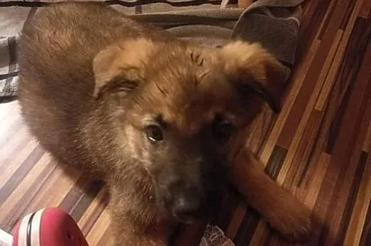 2 miesięczna Nela szuka domu! Będzie niewielkim ps