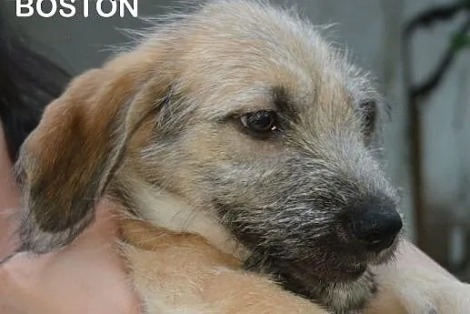 Przepiękny szczeniak czeka na adopcję, mazowieckie Warszawa