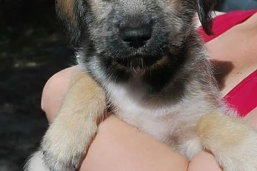 Przepiękny szczeniak czeka na adopcję,  mazowiecki