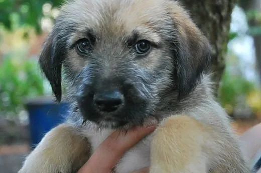 Przepiękny szczeniak czeka na adopcję,  mazowiecki