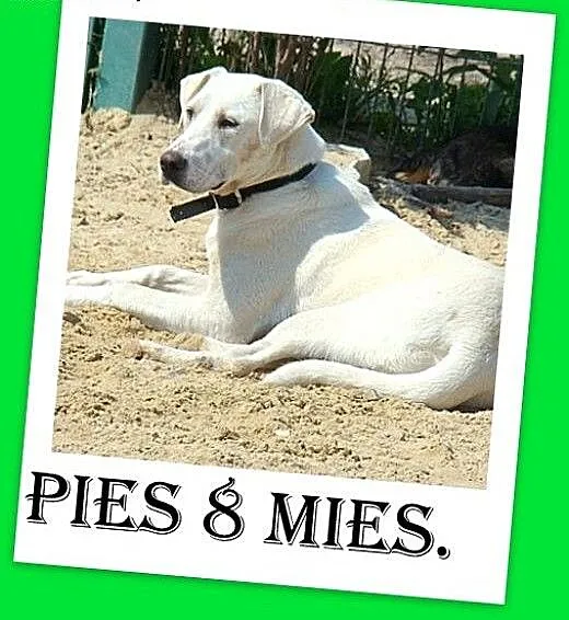 8 mies. łagodny,wesoły,przyjazny pies labrador mix