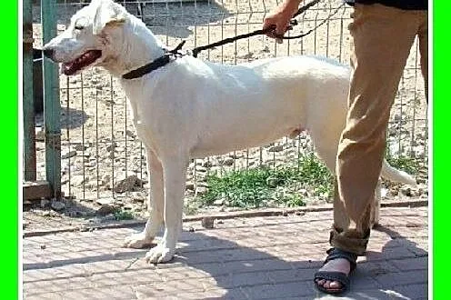 8 mies. łagodny,wesoły,przyjazny pies labrador mix