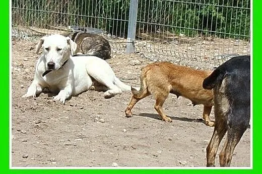 8 mies. łagodny,wesoły,przyjazny pies labrador mix