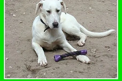 8 mies. łagodny,wesoły,przyjazny pies labrador mix