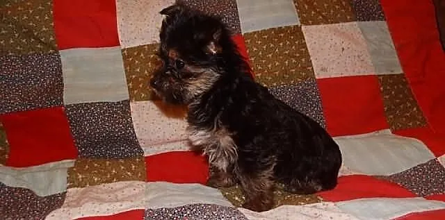 Yorki