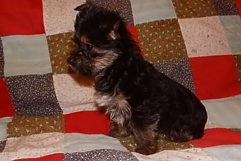 yorki
