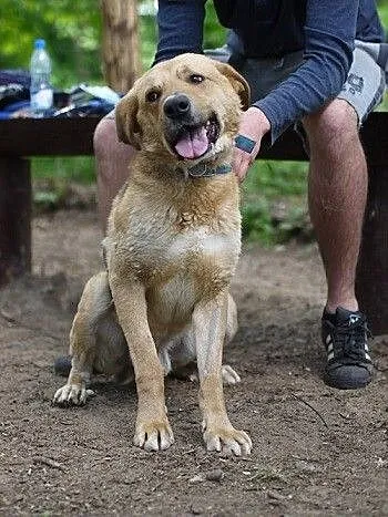 Harley w typie labradora do adopcji
