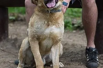 Harley w typie labradora do adopcji