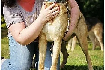 Harley w typie labradora do adopcji