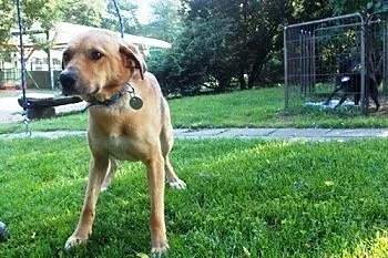 Harley w typie labradora do adopcji