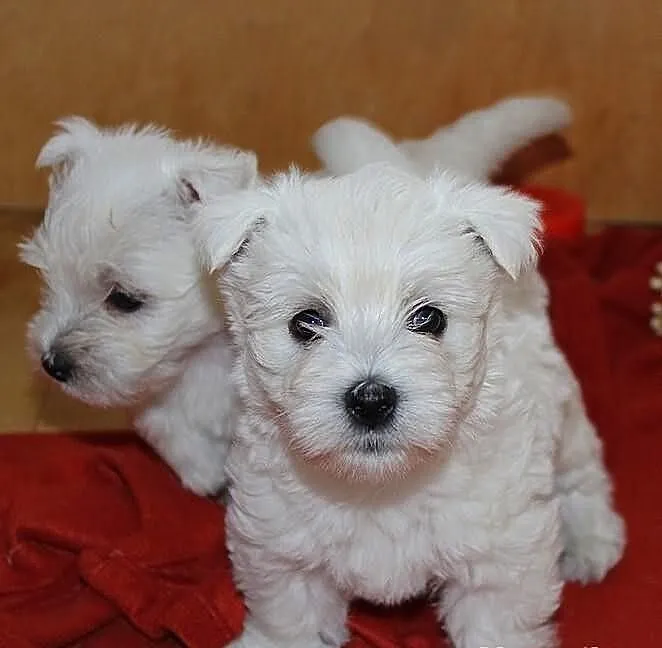 Szczeniaki West Highland White Terrier - Rezerwacj