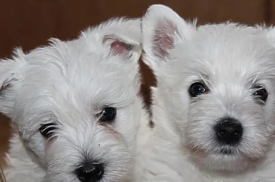 Szczeniaki West Highland White Terrier - Rezerwacj