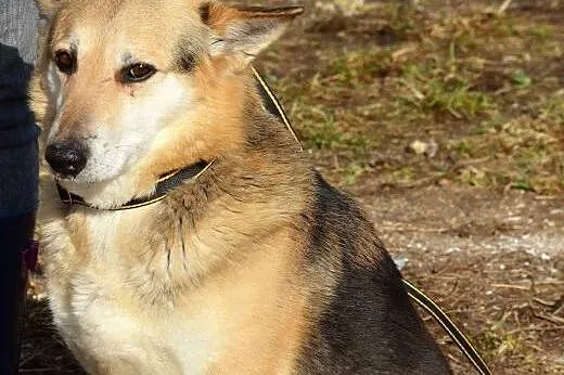 Misio stracił Pana i trafił do schroniska daj mu wspaniały domek,  Kundelki cała Polska
