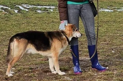 Misio stracił Pana i trafił do schroniska daj mu w