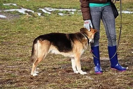 Misio stracił Pana i trafił do schroniska daj mu w