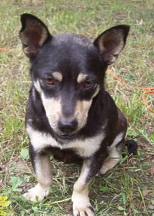 Do adopcji: PCHEŁKA - małutka sunia o wielkim serc