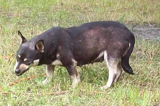 Do adopcji: PCHEŁKA - małutka sunia o wielkim serc